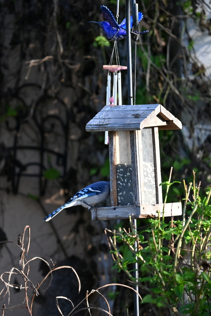 Two Blue Birds 10-30-24