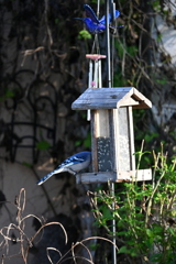 Two Blue Birds 10-30-24