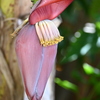 Banana I 7-17-25
