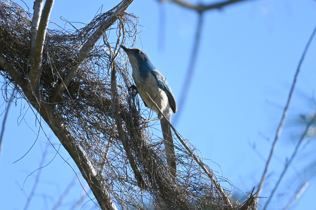 Florida Scrub Jay 3-19-25