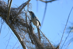 Florida Scrub Jay 3-19-25