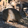 Marsh Rabbit 6-26-25