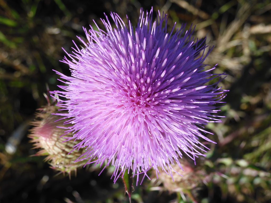 Cirsium horridulum I 3-22-23