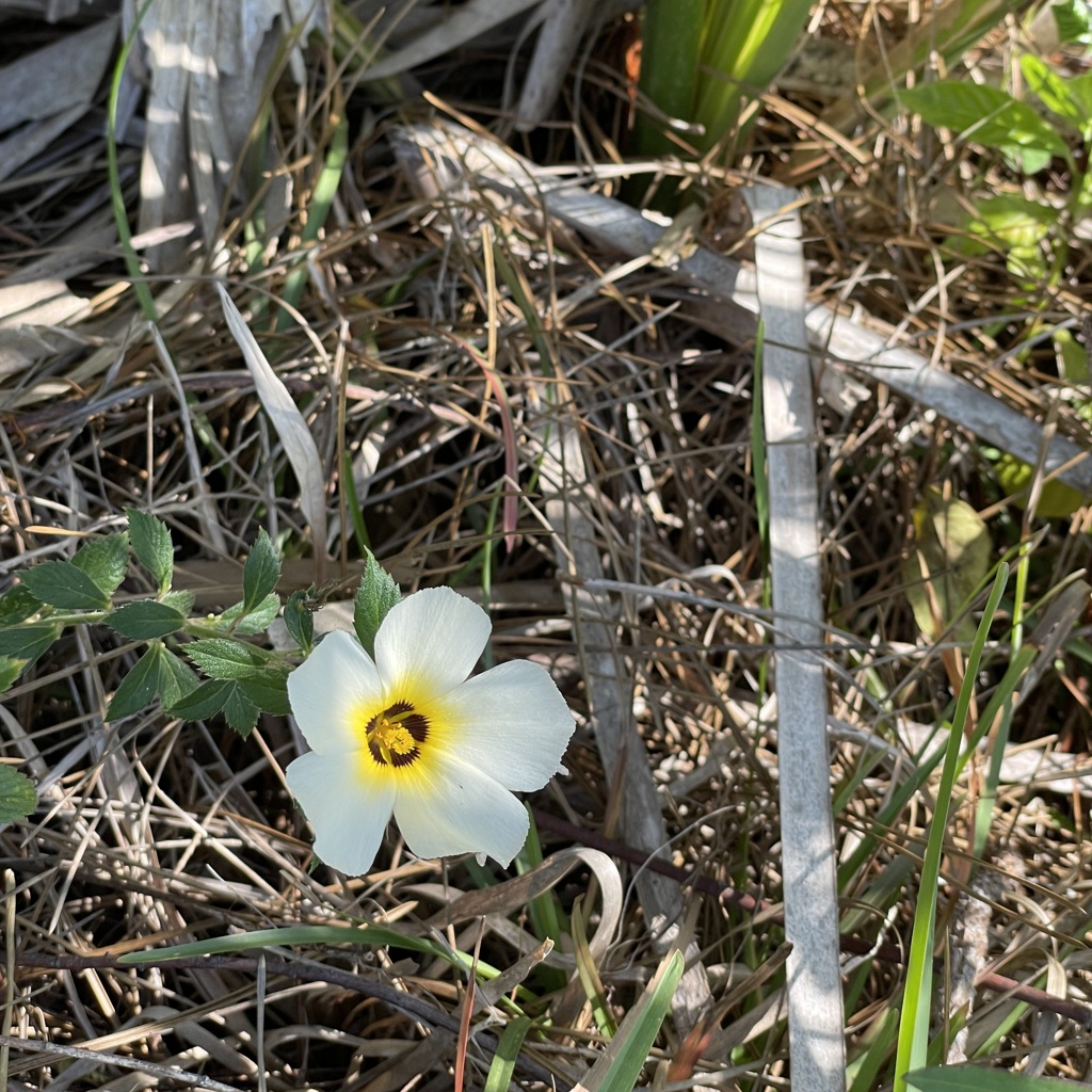White Alder I 5-4-23