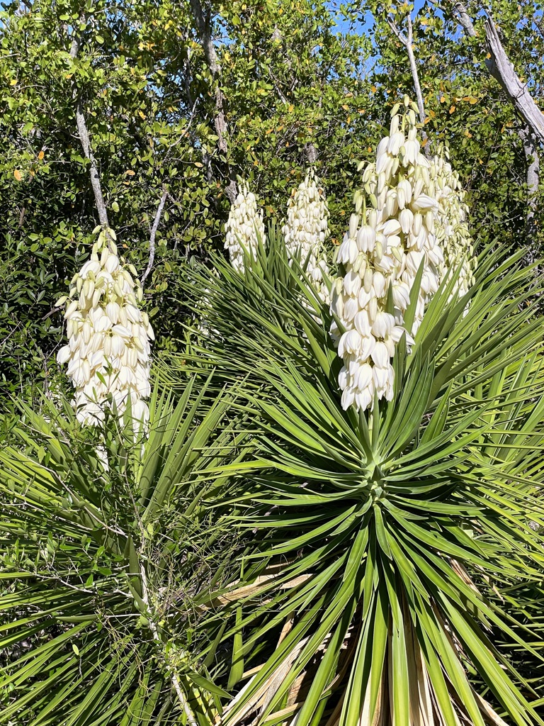 Yucca aloifolia 6-26-25