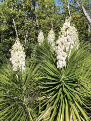 Yucca aloifolia 6-26-25