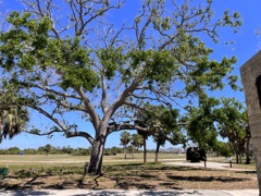 Live Oak by the Battery 3-26-25