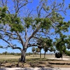 Live Oak by the Battery 3-26-25