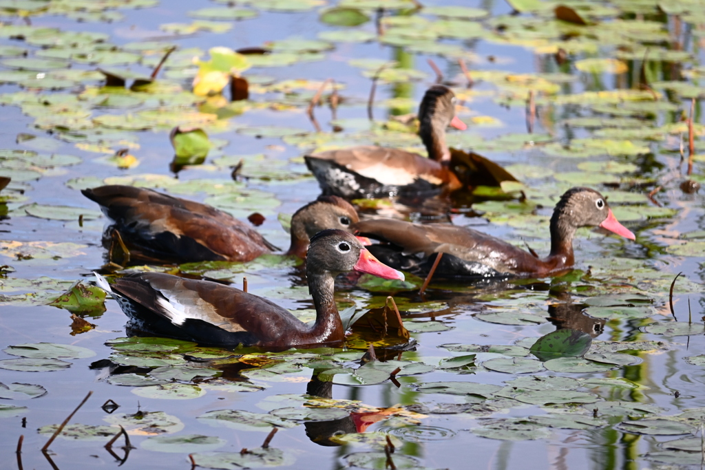 Black-bellied Whistling Ducks
