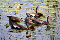 Black-bellied Whistling Ducks