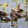 Black-bellied Whistling Ducks