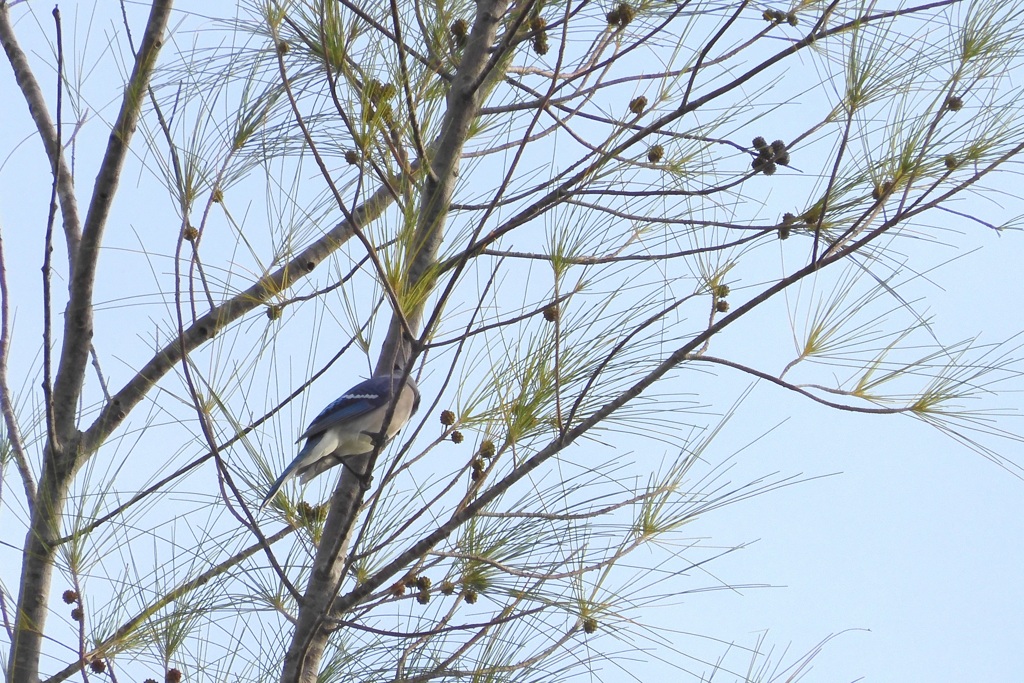 Blue Jay 10-22-23