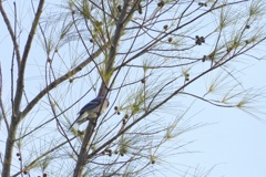 Blue Jay 10-22-23