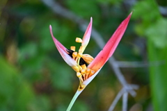 Parrot Heliconia I 8-20-25