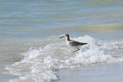 Surfing Willet 11-26-24