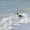 Surfing Willet 11-26-24