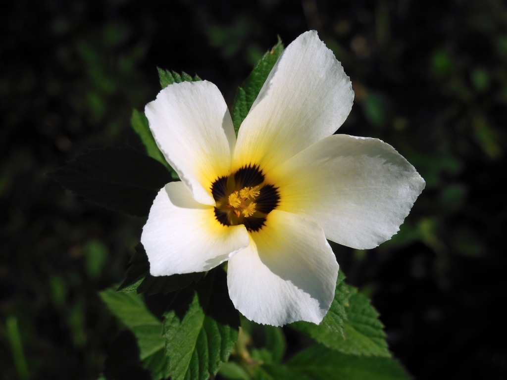 White Alder II 8-6-23