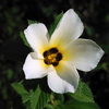 White Alder II 8-6-23