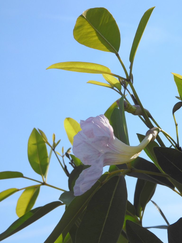 Tabebuia pallida No1-I 5-11-23