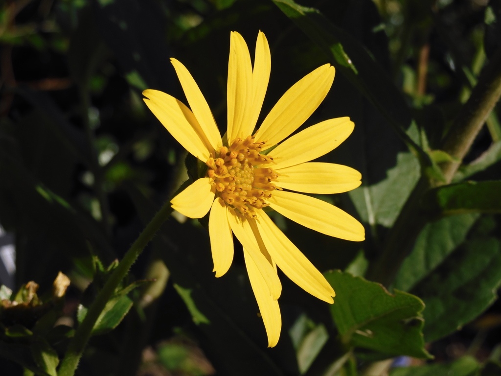 Silphium asteriscus 6-27-23