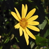 Silphium asteriscus 6-27-23
