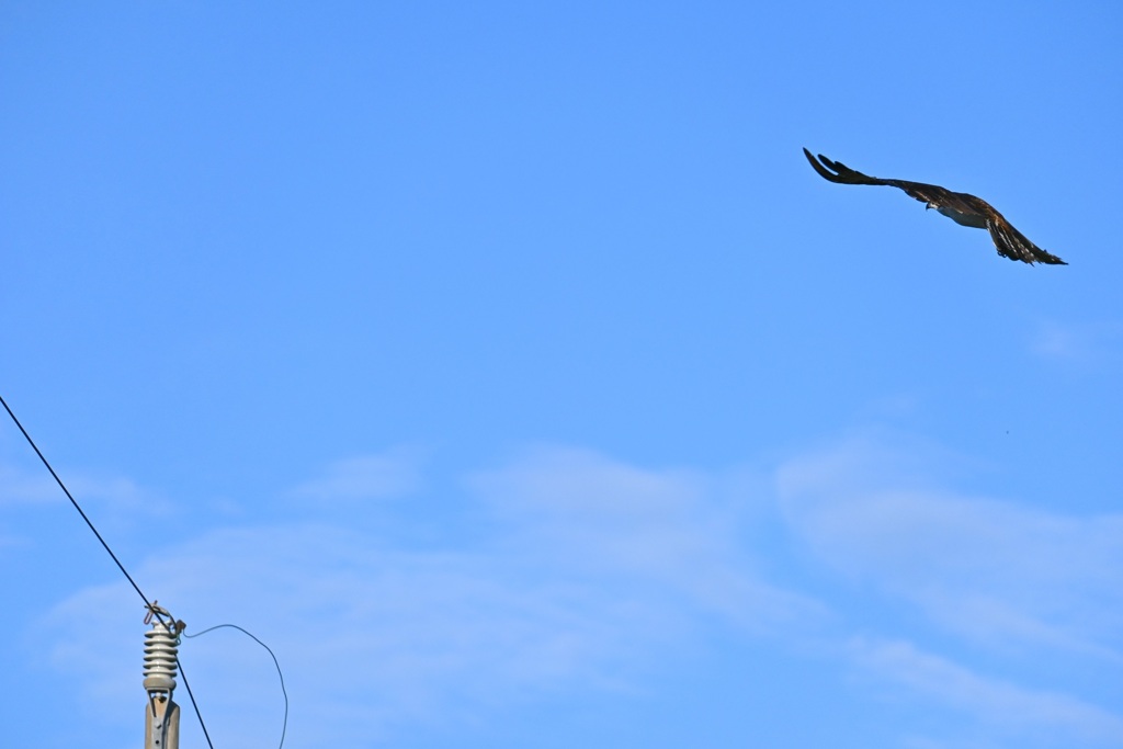 Osprey IV 10-5-24