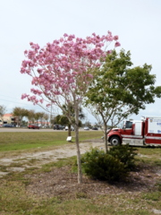 Pink Trumpet Tree I 2-11-23