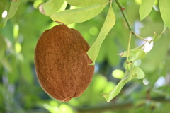 Water Chestnut 7-17-25