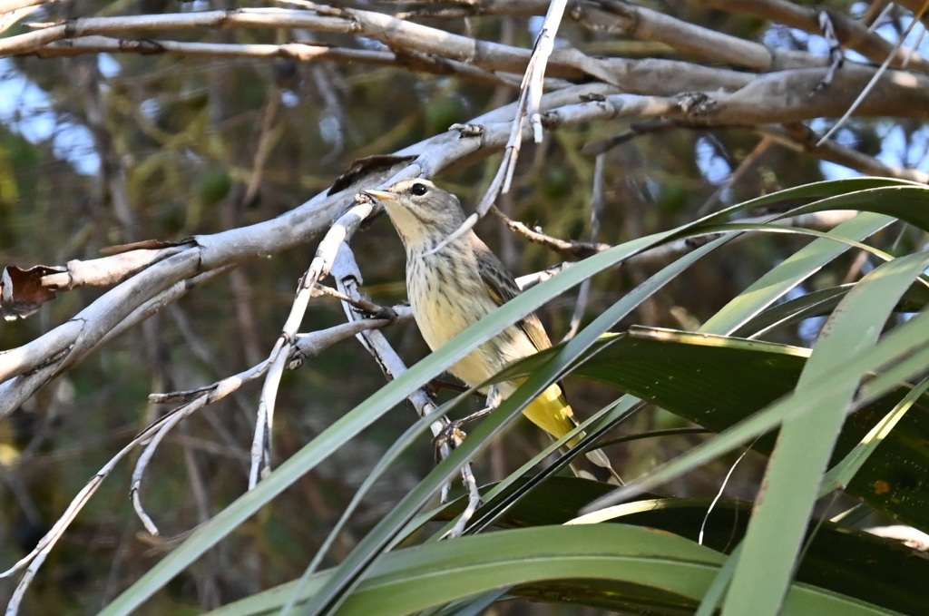Palm Warbler 11-18-25