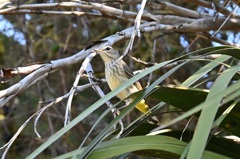 Palm Warbler 11-18-25