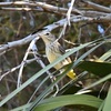 Palm Warbler 11-18-25