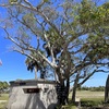 Banyan and Data Booth 3-26-25