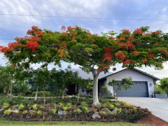 Royal Poinciana 6-30-24
