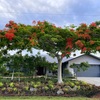 Royal Poinciana 6-30-24