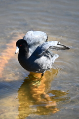 Folding Wings　11-18-25