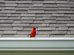 Male Northern Cardinal 9-30-23