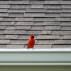 Male Northern Cardinal 9-30-23