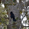 Red-Winged Blackbird II 3-5-24
