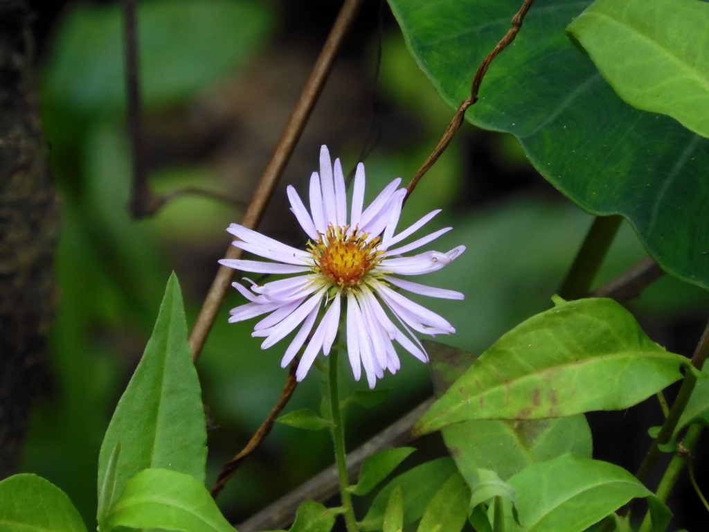 Ampelaster carolinianus 2-3-23