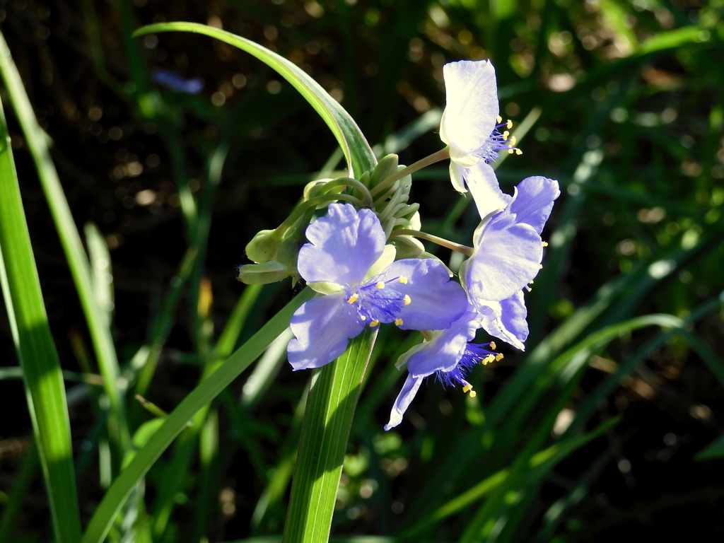 Tradescantia ohiensis 6-27-23