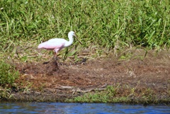 Lonely Spoony 10-15-25