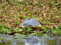 Tricolor Heron 3 12-13-22