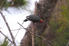 Red-bellied Woodpecker I 10-9-23