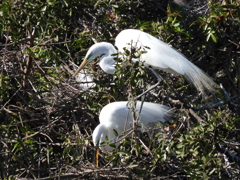 Great Egrets 2-9-23