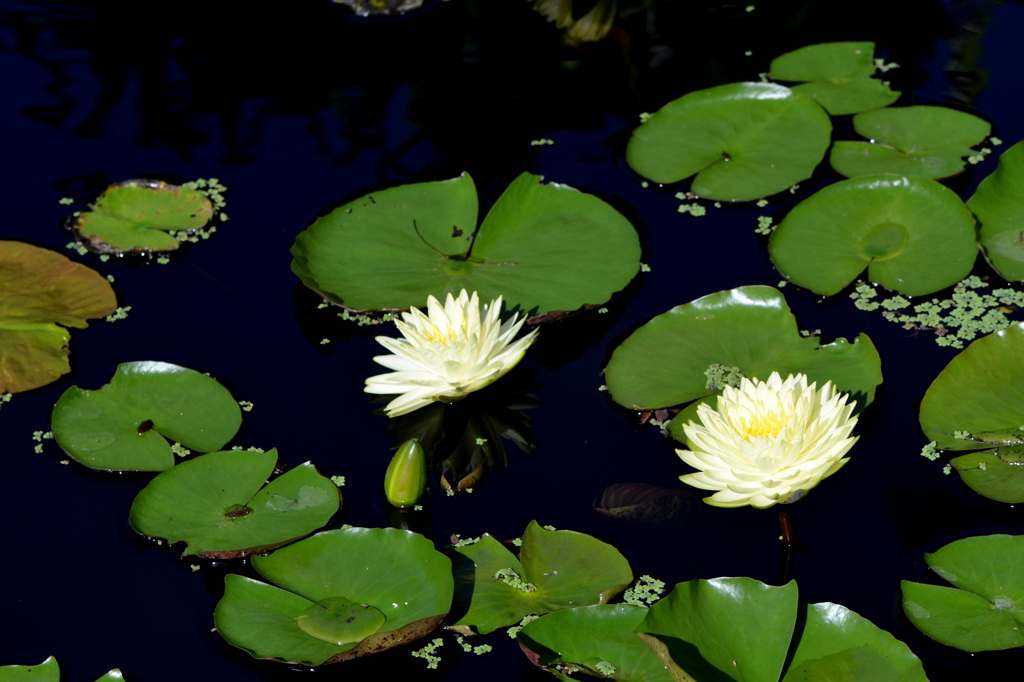 Cream Water Lilies 7-17-25