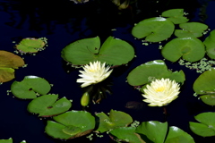 Cream Water Lilies 7-17-25