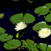 Cream Water Lilies 7-17-25