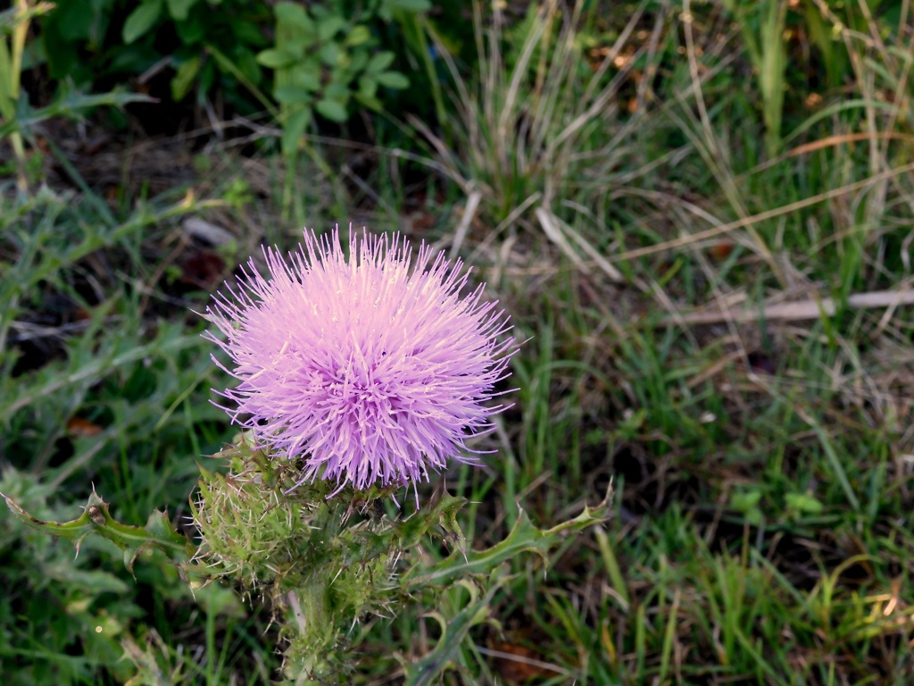 Cirsium horridulum II 2-21-24