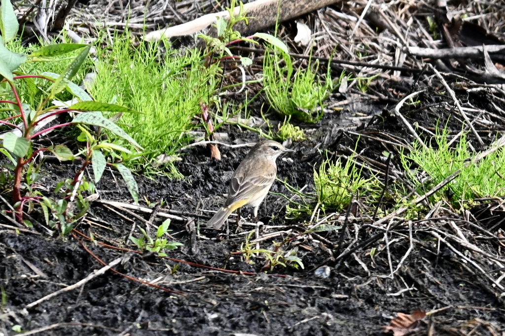 Palm Warbler 2-4-25