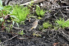 Palm Warbler 2-4-25